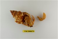 藏品(珠粒真寄居蟹)的圖片